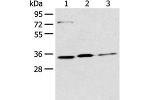 Western blot analysis of 293T Hela and A431 cell lysates using MORF4L2 Polyclonal Antibody at dilution of 1:500