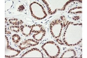 Image no. 2 for anti-Adipocyte Plasma Membrane Associated Protein (APMAP) antibody (ABIN1496662) (APMAP Antikörper)