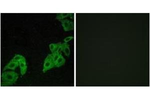 Immunofluorescence analysis of A549 cells, using OR4C3 Antibody.