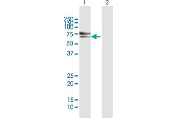 SNX33 antibody  (AA 1-574)
