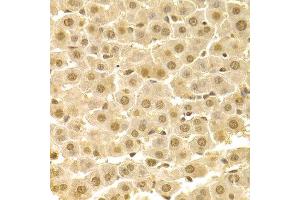 Immunohistochemistry of paraffin-embedded rat liver using CDK4 Antibody. (CDK4 Antikörper  (AA 1-303))