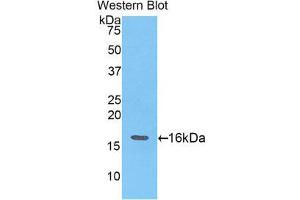 Western Blotting (WB) image for anti-Angiogenin (ANG) (AA 25-145) antibody (ABIN1857983) (ANG Antikörper  (AA 25-145))