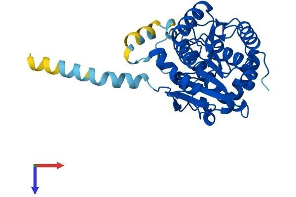 RDH12 Protein (AA 1-316) (His tag)