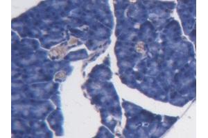 DAB staining on IHC-P; Samples: Mouse Pancreas Tissue (BCAT1 Antikörper  (AA 158-386))