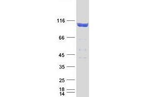 Western Blotting (WB) image for Amyloid beta (A4) Precursor Protein-Binding, Family B, Member 1 (Fe65) (APBB1) (Transcript Variant 2) protein (Myc-DYKDDDDK Tag) (ABIN2714776)