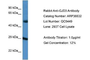 WB Suggested Anti-GJD3 Antibody   Titration: 1.