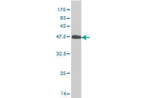 Western Blot detection against Immunogen (45. (RHEB Antikörper  (AA 1-184))