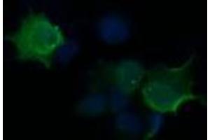 Image no. 2 for anti-HRas proto-oncogene, GTPase (HRAS) antibody (ABIN1498717) (HRAS Antikörper)