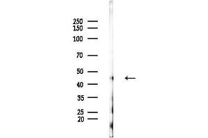 anti-Methionine Adenosyltransferase I, alpha (MAT1A) (N-Term) antibody