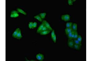 Immunofluorescent analysis of HepG2 cells using ABIN7173954 at dilution of 1:100 and Alexa Fluor 488-congugated AffiniPure Goat Anti-Rabbit IgG(H+L)