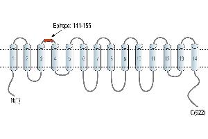 Representative domain view of the target of ABIN7885513.