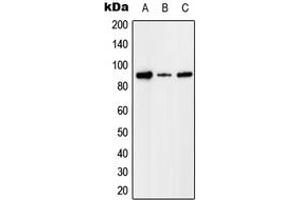 Western blot analysis of Factor I expression in HEK293T (A), Raw264. (Factor I Antikörper  (Center))