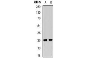 Western blot analysis of VEGI expression in Hela (A), NIH3T3 (B) whole cell lysates. (TNFSF15 Antikörper)