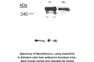 Image no. 2 for anti-Neurofibromin 1 (NF1) (N-Term) antibody (ABIN363208) (Neurofibromin 1 Antikörper  (N-Term))