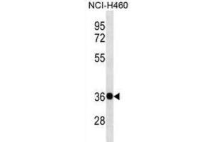 Western Blotting (WB) image for anti-Guanine Nucleotide Binding Protein (G Protein), beta Polypeptide 4 (GNB4) antibody (ABIN3000712) (GNB4 Antikörper)
