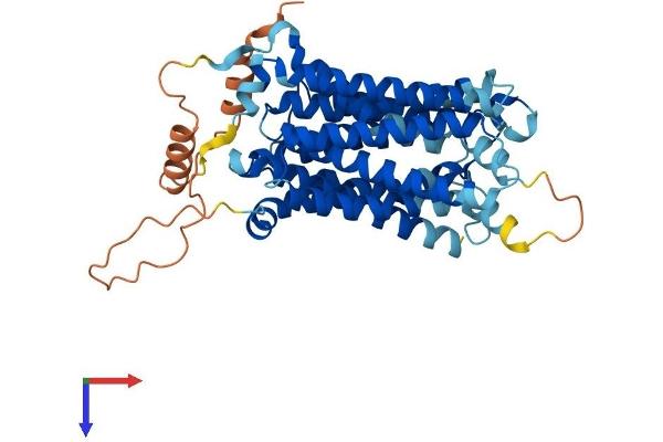SLC29A3 Protein (AA 1-475) (His tag)