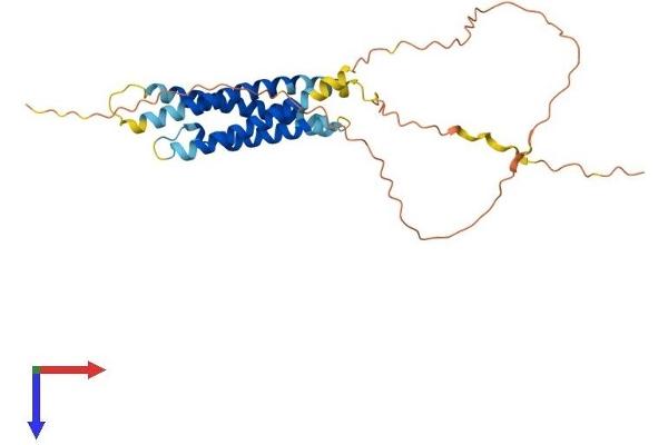 Membrane-Spanning 4-Domains, Subfamily A, Member 8 (MS4A8) (AA 1-290) protein (His tag)