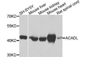 Western blot analysis of extracts of various cells, using ACADL antibody. (ACADL Antikörper)