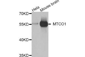 Western blot analysis of extracts of various cells, using COX1 antibody. (COX1 Antikörper)