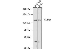 Western blot analysis of extracts of various cell lines, using SNX13 antibody (ABIN6129554, ABIN6148236, ABIN6148237 and ABIN6216585) at 1:3000 dilution. (SNX13 Antikörper  (AA 50-230))