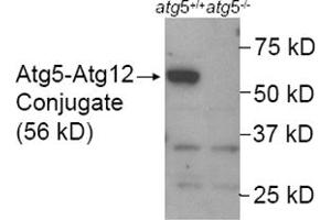 Western blot analysis of ATG5 in mouse wildtype ES cell lysate (Lane 1) using ATG5 polyclonal antibody . (ATG5 Antikörper  (AA 1-50))