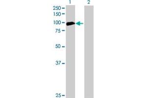 Western Blot analysis of ANKRD5 expression in transfected 293T cell line by ANKRD5 MaxPab polyclonal antibody. (ANKRD5 Antikörper  (AA 1-776))
