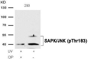 Western blot analysis of extracts from 293 cells, treated with UV or calf intestinal phosphatase (CIP), using SAPK/JNK (Phospho-Thr183) Antibody. (MAPK9/MAPK1 (pThr183) Antikörper)