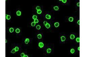 Immunofluorescence (IF) image for anti-CD4 (CD4) antibody (Alexa Fluor 488) (ABIN2657418) (CD4 Antikörper  (Alexa Fluor 488))