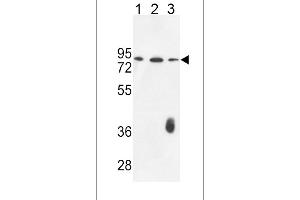 F12 Antibody (N-term) (ABIN653621 and ABIN2842977) western blot analysis in K562(lane 1),CEM(lane 2),MDA-M(lane 3) cell line lysates (35 μg/lane). (F12 Antikörper  (N-Term))