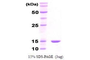 SDS-PAGE (SDS) image for Co-Chaperonin GroES (GroES) protein (ABIN666826)