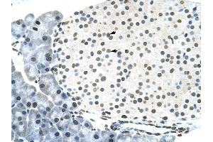 RNF6 antibody was used for immunohistochemistry at a concentration of 4-8 ug/ml to stain Pancreas islet cell (arrows) in Mouse Pancreas. (RNF6 Antikörper  (N-Term))