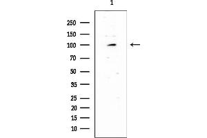 anti-Heterogeneous Nuclear Ribonucleoprotein U-Like 2 (HNRNPUL2) (Internal Region) antibody