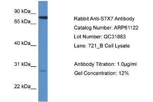 Western Blotting (WB) image for anti-Syntaxin 7 (STX7) (N-Term) antibody (ABIN2788683) (Syntaxin 7 Antikörper  (N-Term))