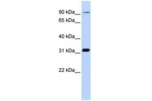 Image no. 1 for anti-Cyclin M4 (CNNM4) (C-Term) antibody (ABIN6741059) (CNNM4 Antikörper  (C-Term))