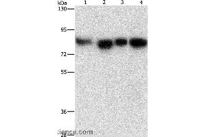 Western blot analysis of Hela, 231, hepG2 and Raji cell, using MAD1L1 Polyclonal Antibody at dilution of 1:500 (MAD1L1 Antikörper)