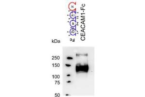 Western Blotting (WB) image for anti-Carcinoembryonic Antigen-Related Cell Adhesion Molecule 1 (CEACAM1) antibody (ABIN614760) (CEACAM1 Antikörper)