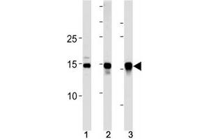 SUMO2/3 antibody western blot analysis in (10 U251 cells, (2)  mouse liver and (3) rat liver lysate. (SUMO2/3 Antikörper  (AA 49-81))