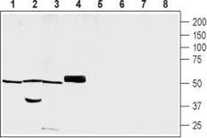 Western blot analysis of rat brain membrane (lanes 1 and 5), rat skeletal muscle lysate (lanes 2 and 6), rat heart lysate (lanes 3 and 7) and mouse heart membrane (lanes 4 and 8): - 1-4. (PACSIN3 Antikörper  (Intracellular))