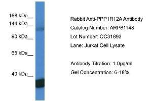 Western Blotting (WB) image for anti-Myosin Phosphatase, Target Subunit 1 (PPP1R12A) (C-Term) antibody (ABIN2774306) (PPP1R12A Antikörper  (C-Term))