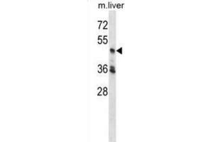 Western Blotting (WB) image for anti-Cyclin-Dependent Kinase 18 (CDK18) antibody (ABIN2998367) (CDK18 Antikörper)