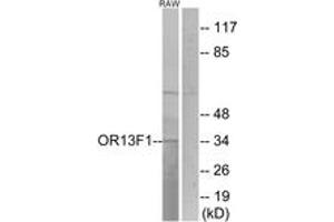 Western Blotting (WB) image for anti-Olfactory Receptor, Family 13, Subfamily F, Member 1 (OR13F1) (AA 241-290) antibody (ABIN2890966) (OR13F1 Antikörper  (AA 241-290))