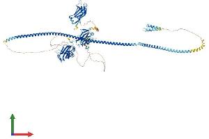 AlphaFold protein structure predicition of Mouse Recombinant Cep120 Protein, UniprotID Q7TSG1