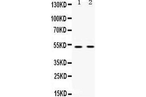 UBA3 antibody  (C-Term)