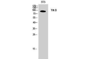 Western Blotting (WB) image for anti-Neurotrophic Tyrosine Kinase, Receptor, Type 2 (NTRK2) (Thr185) antibody (ABIN3177800) (TRKB Antikörper  (Thr185))