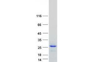 Western Blotting (WB) image for Growth Hormone 1 (GH1) (Transcript Variant 1) protein (Myc-DYKDDDDK Tag) (ABIN2732353)