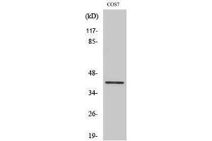 Western Blotting (WB) image for anti-V-Crk Sarcoma Virus CT10 Oncogene Homolog (Avian)-Like (CRKL) (Ser264) antibody (ABIN3180560) (CrkL Antikörper  (Ser264))