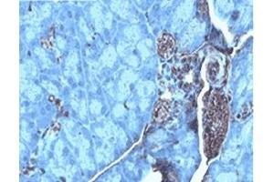 Mouse placenta tissue was stained by Anti-AXOR12 (375-398) (Human) serum at 1:100 (KISS1R Antikörper  (AA 375-398))