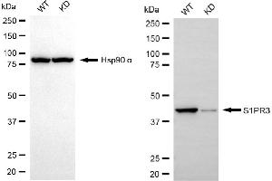 Western blotting analysis using S1PR3 antibody (ABIN7800423).
