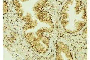 ABIN6277304 at 1/100 staining Mouse colon tissue by IHC-P. (CCL28 Antikörper  (C-Term))
