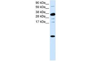 CXCL1 antibody (70R-10502) used at 0. (CXCL1 Antikörper  (Middle Region))